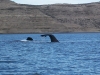 lbd-en-el-avistaje-de-ballenas-en-puerto-piramides-45