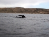 lbd-en-el-avistaje-de-ballenas-en-puerto-piramides-54