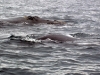 lbd-en-el-avistaje-de-ballenas-en-puerto-piramides-59