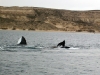 lbd-en-el-avistaje-de-ballenas-en-puerto-piramides-66