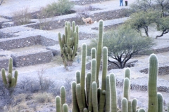 Ruinas de Quilmes (20)