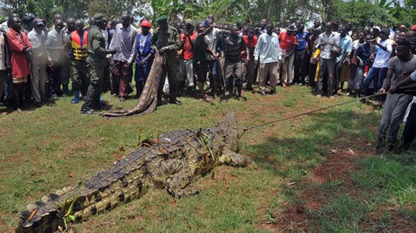 Un cocodrilo devora a una mujer y a su bebé en un lago | La Banda Diario