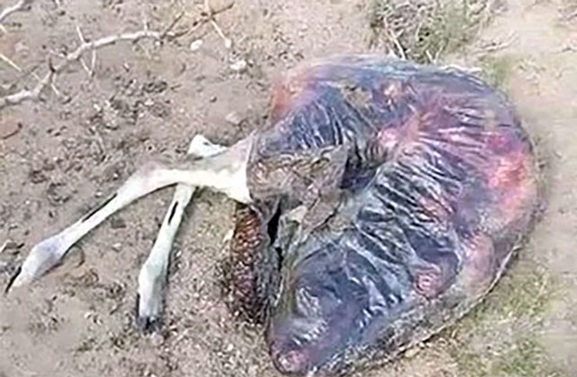 6b80cb08e4a717234b90633d529f52d5