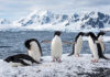 El cólera aviar, detrás de la muerte masiva de pingüinos en la Antártida